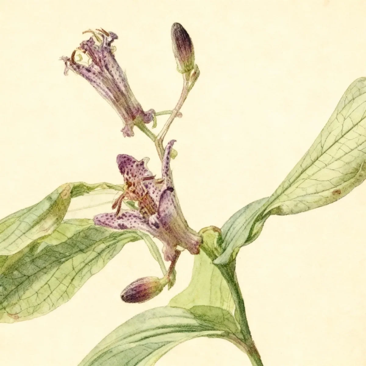 Toad lily (Tricyrtis formosana 'Gates of Heaven')