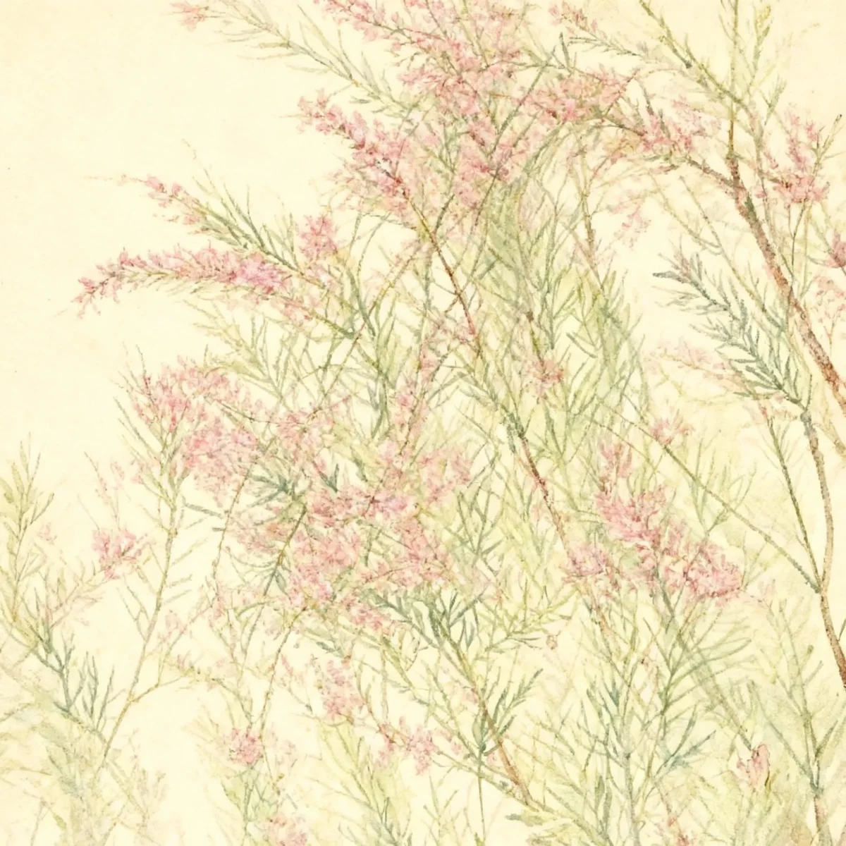 Tamarisk