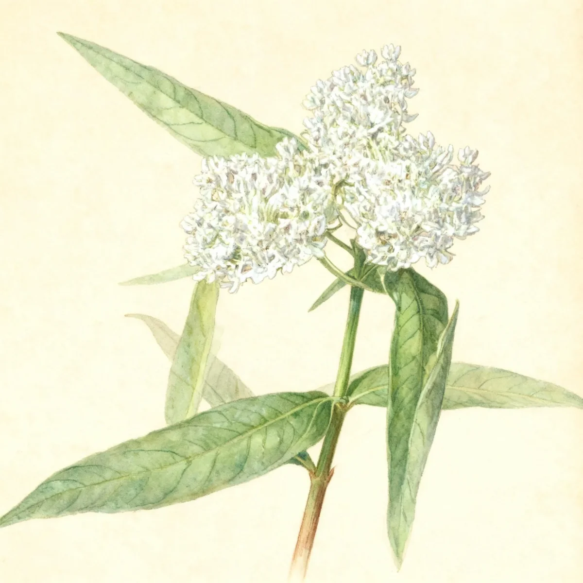 Swamp milkweed (Asclepias incarnata 'Ice Ballet')