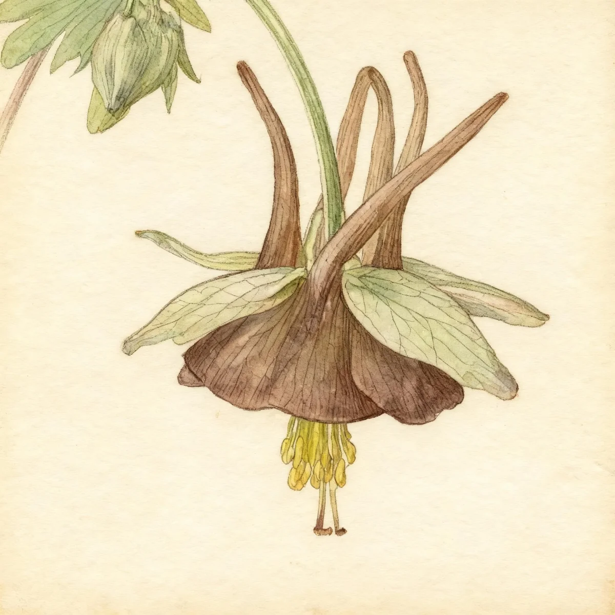 Columbine (Aquilegia viridiflora 'Chocolate Soldier')