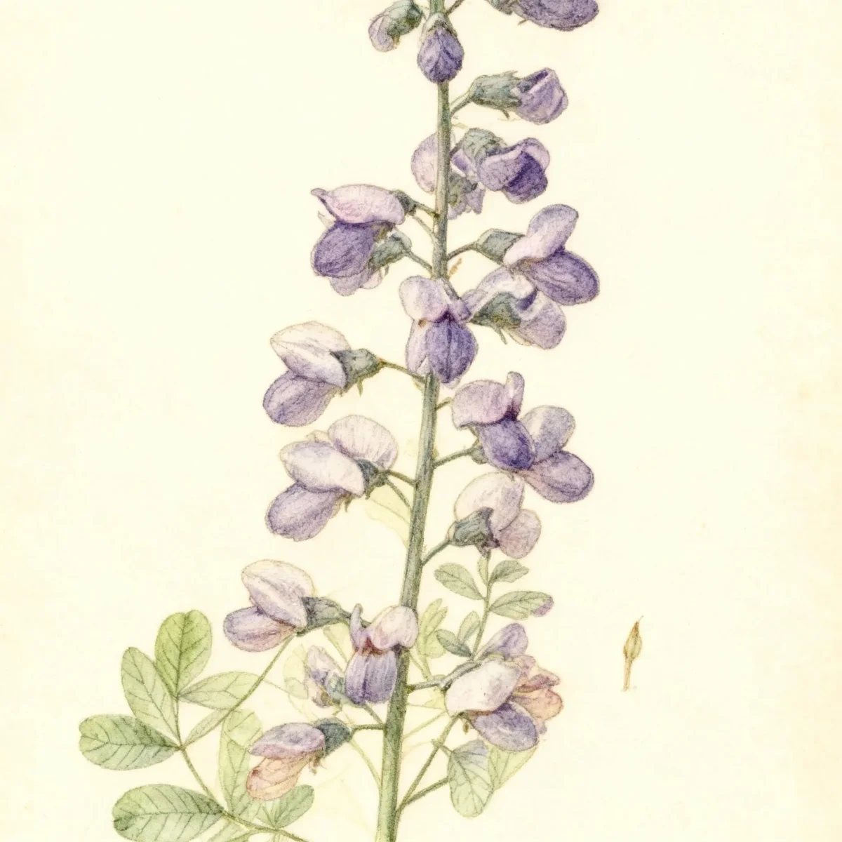 False indigo (Baptisia 'Purple Smoke')