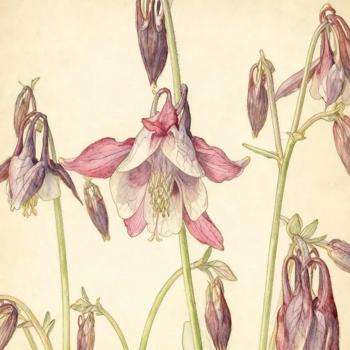 Columbine (Aquilegia vulgaris 'William Guiness')