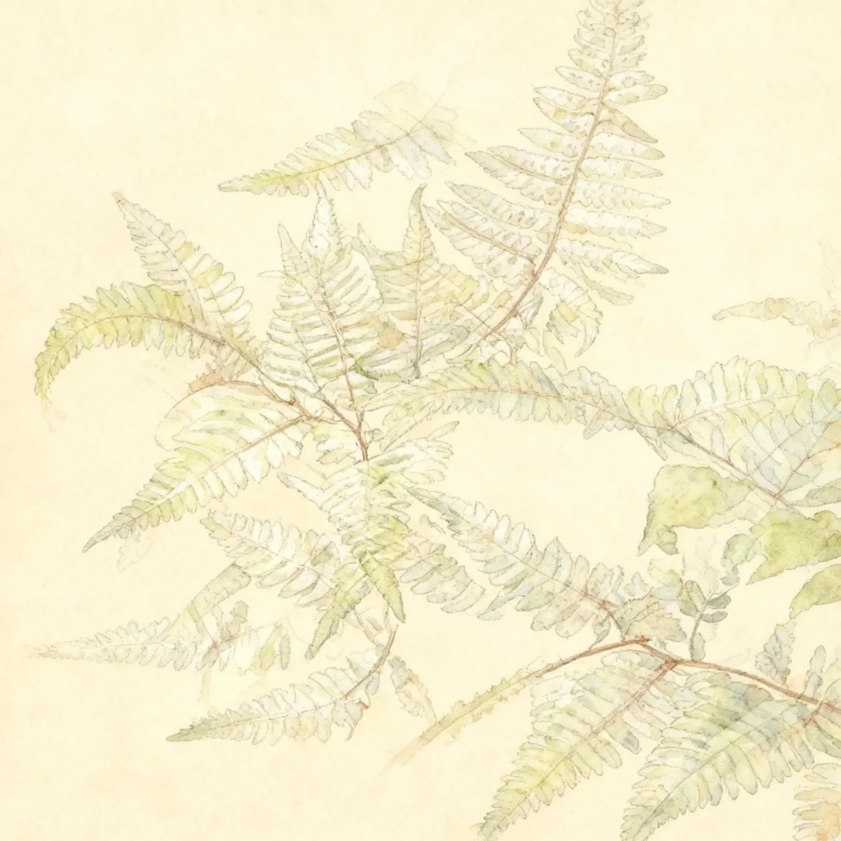 Lady fern (Athyrium 'Ghost')