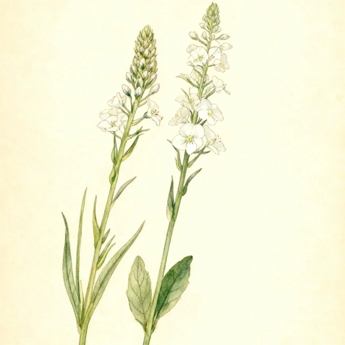 Gentian speedwell