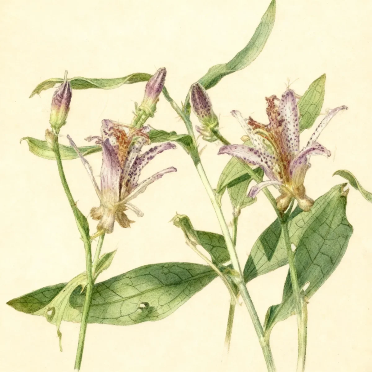 Toad lily (Tricyrtis formosana 'Samurai')
