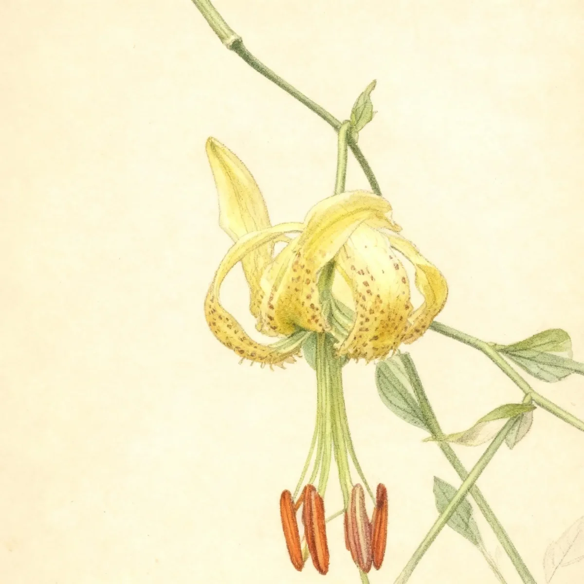 Trumpet lily (Lilium henryi var. citrinum)