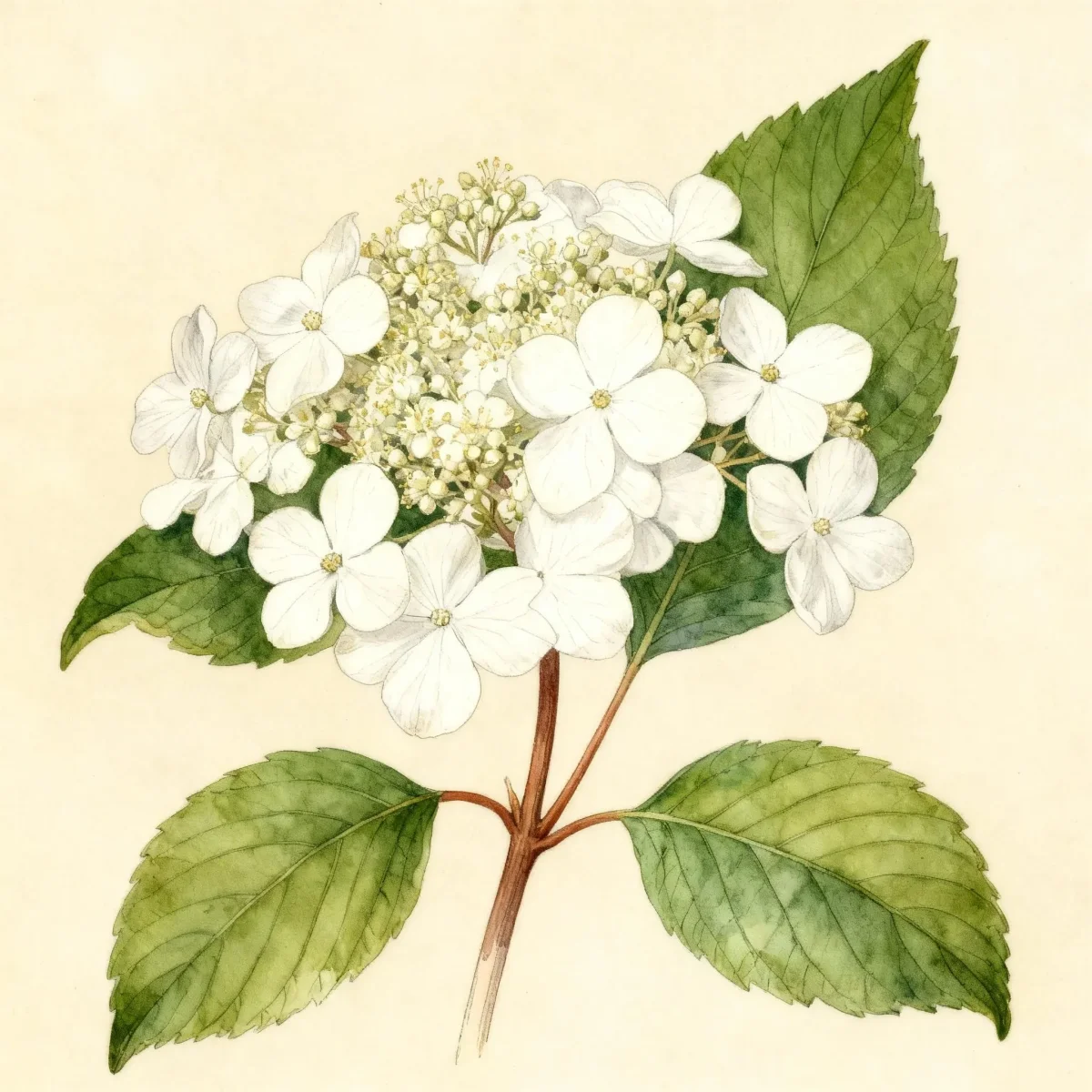 Doublefile viburnum (Viburnum plicatum f. tomentosum)