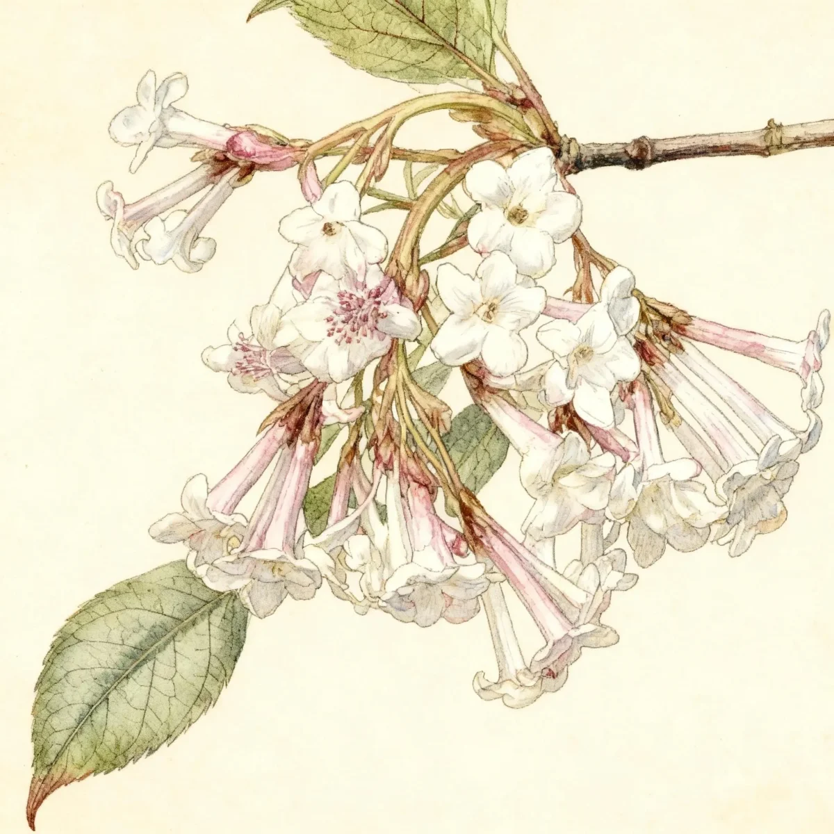 Viburnum (Viburnum × bodnantense)