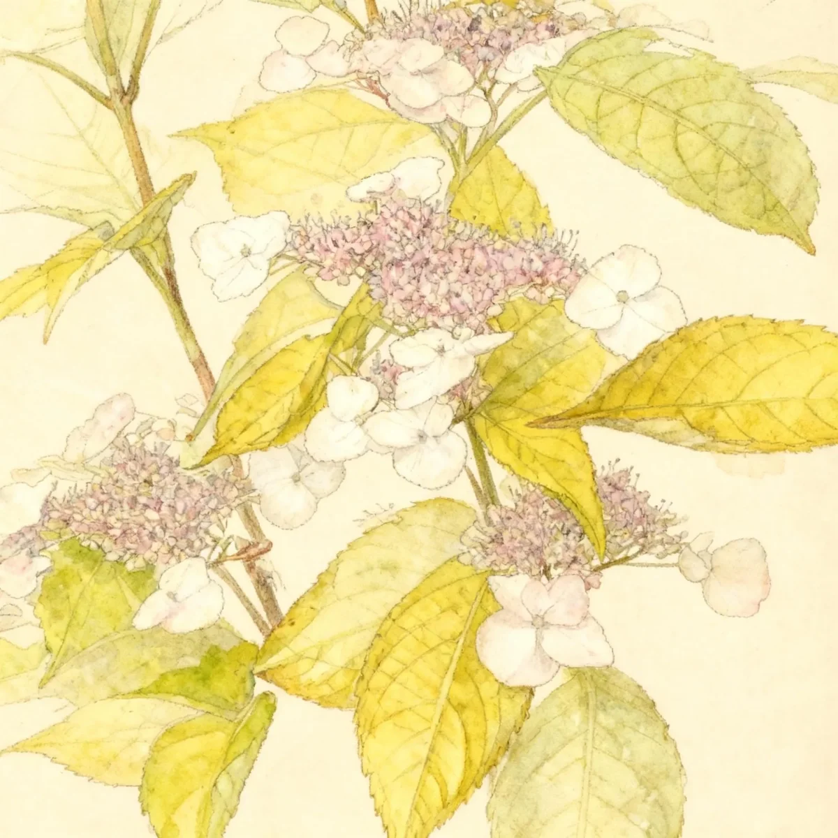 Hydrangea (Hydrangea serrata 'Golden Sunlight')