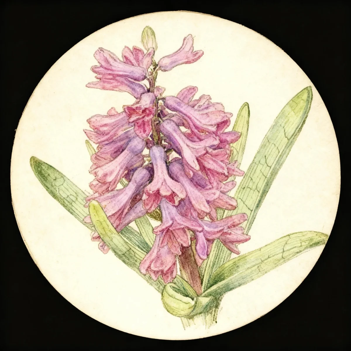 Common hyacinth (Hyacinthus orientalis 'Woodstock')