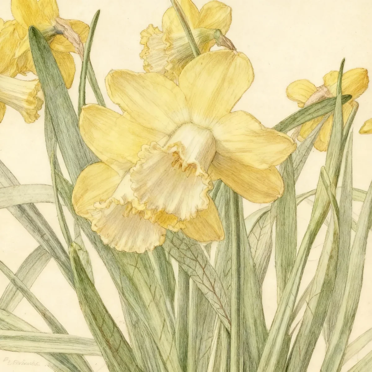 Trumpet daffodil