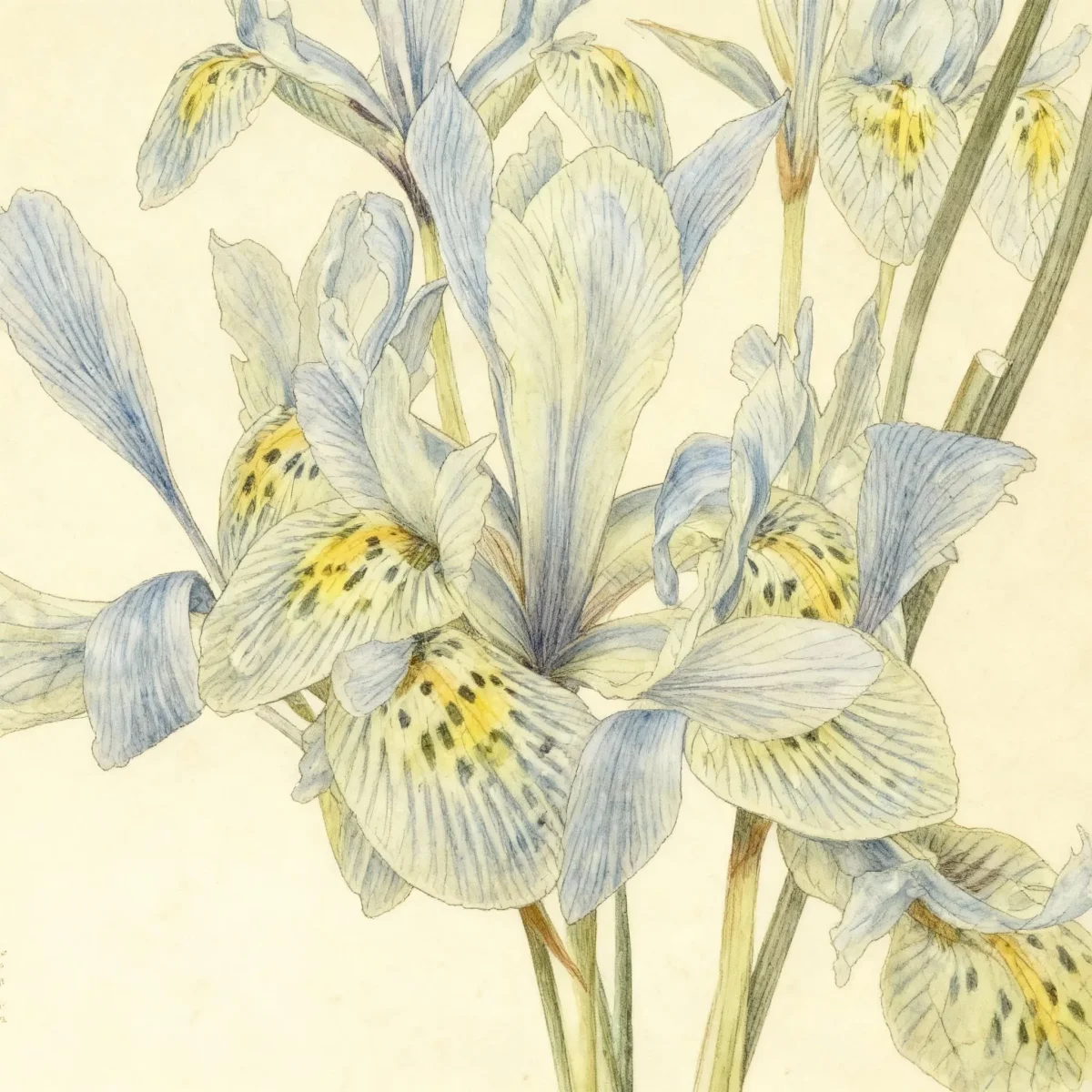 Iris (Iris 'Katharine Hodgkin')