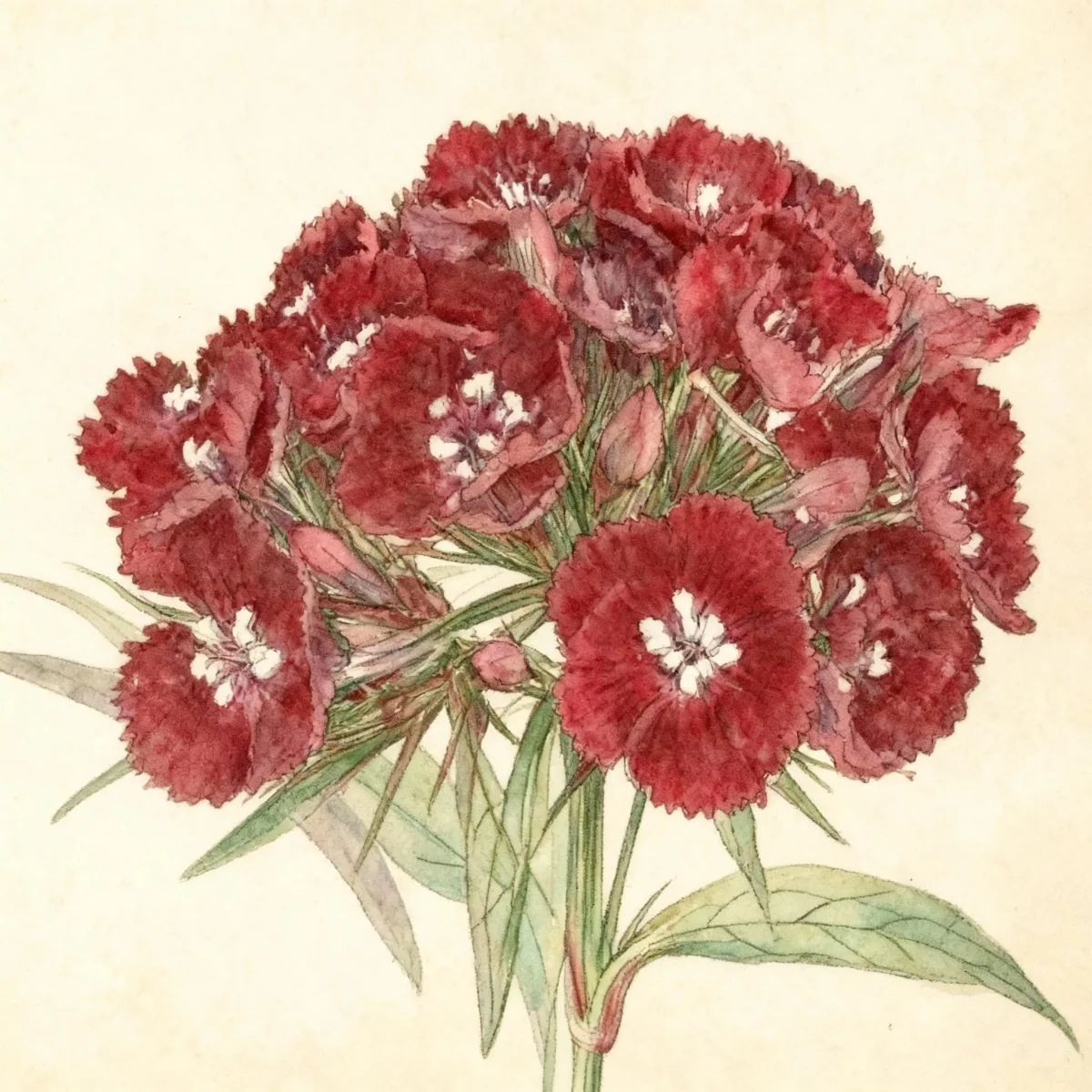 Sweet William