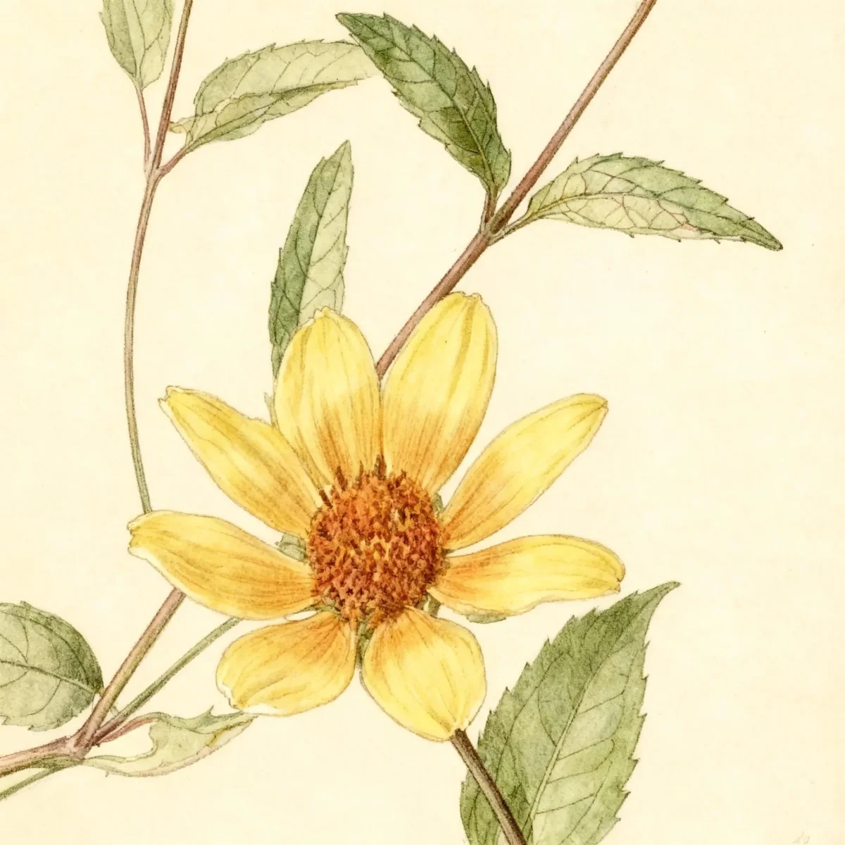 False sunflower