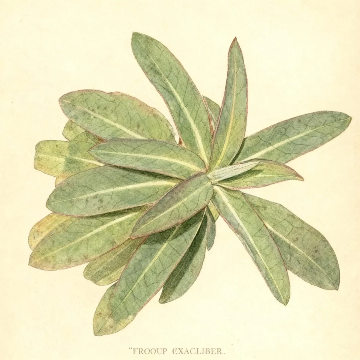 Spurge (Euphorbia 'Froeup' EXCALIBUR)