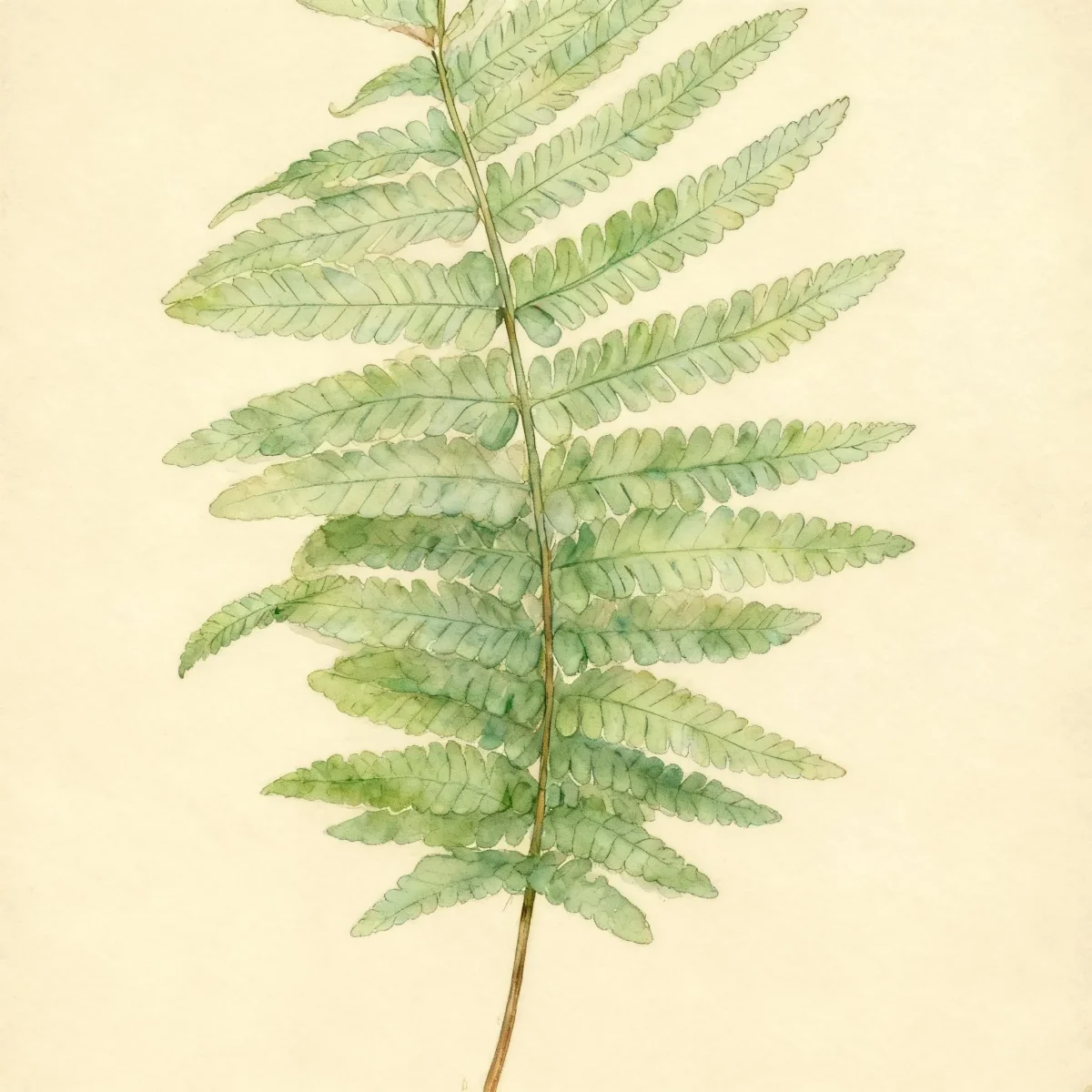 Buckler fern (Dryopteris × complexa 'Robust')