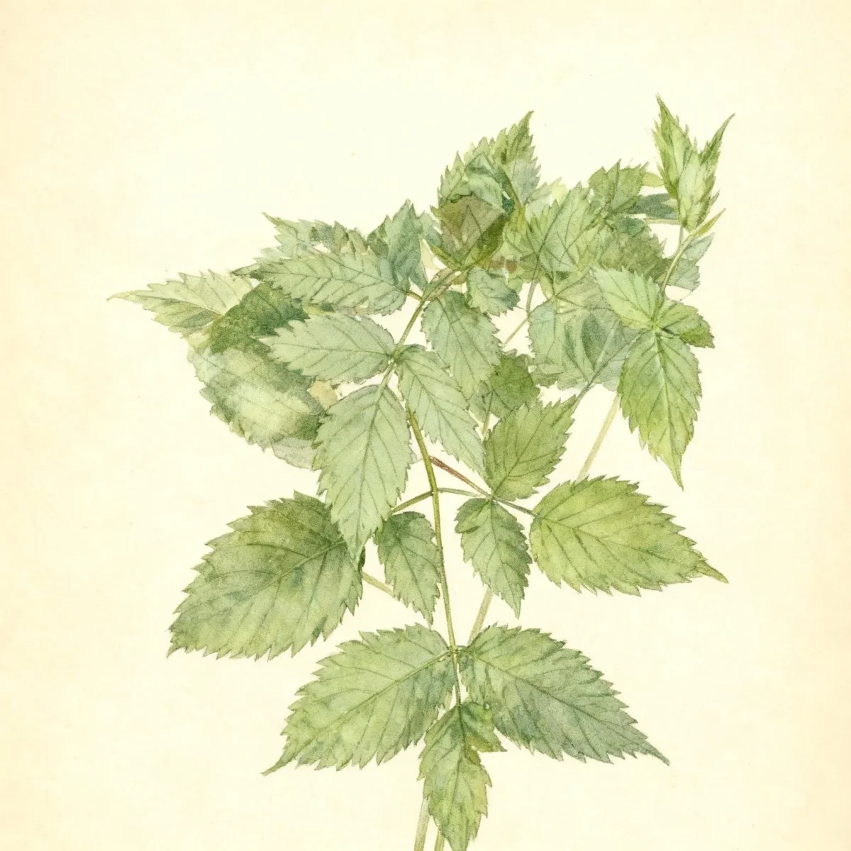 Goatsbeard (Aruncus dioicus 'Zweiweltenkind')