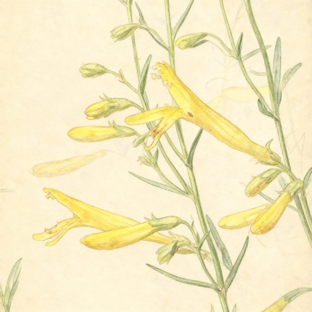 Pine-leaved penstemon