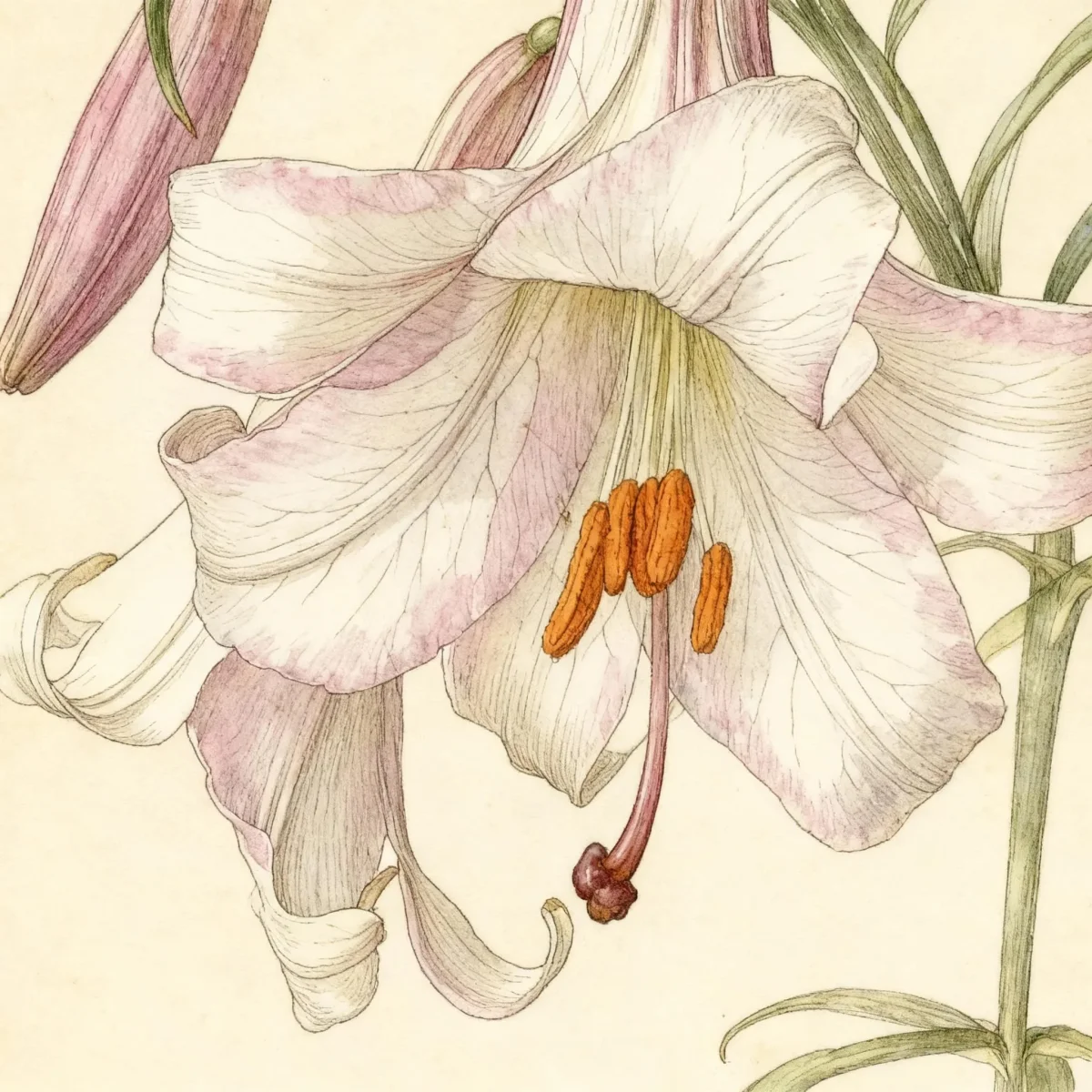 Trumpet lily (Lilium 'Amethyst Temple')