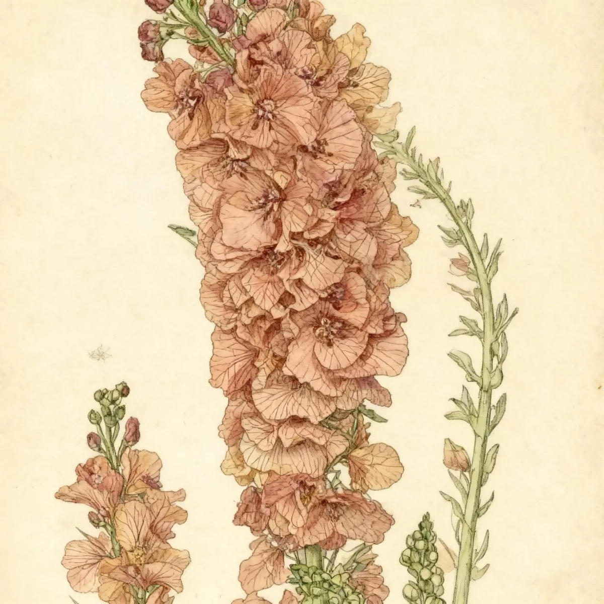 Verbascum (Verbascum 'Caribbean Crush')