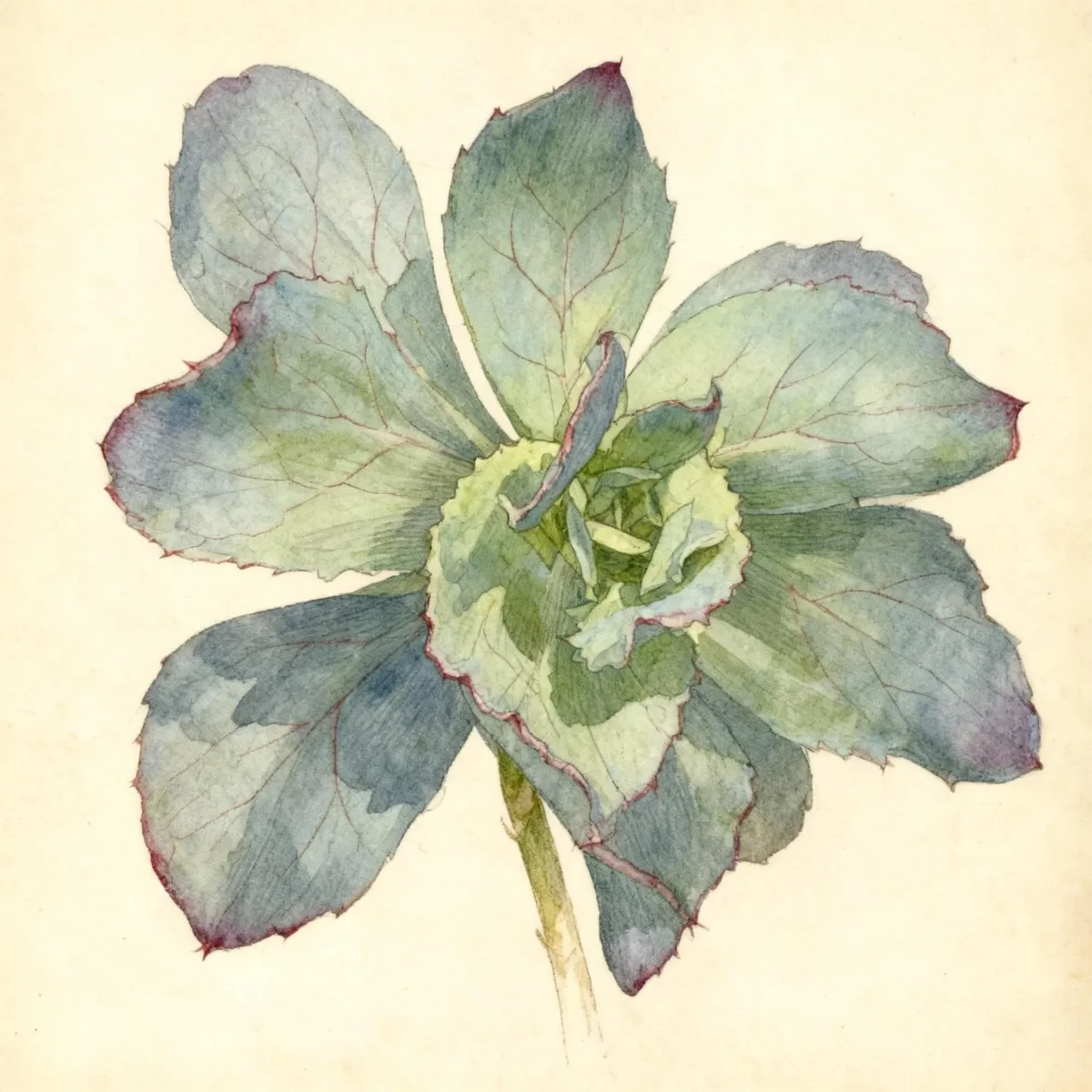 Stonecrop (Sedum 'Hopewell')