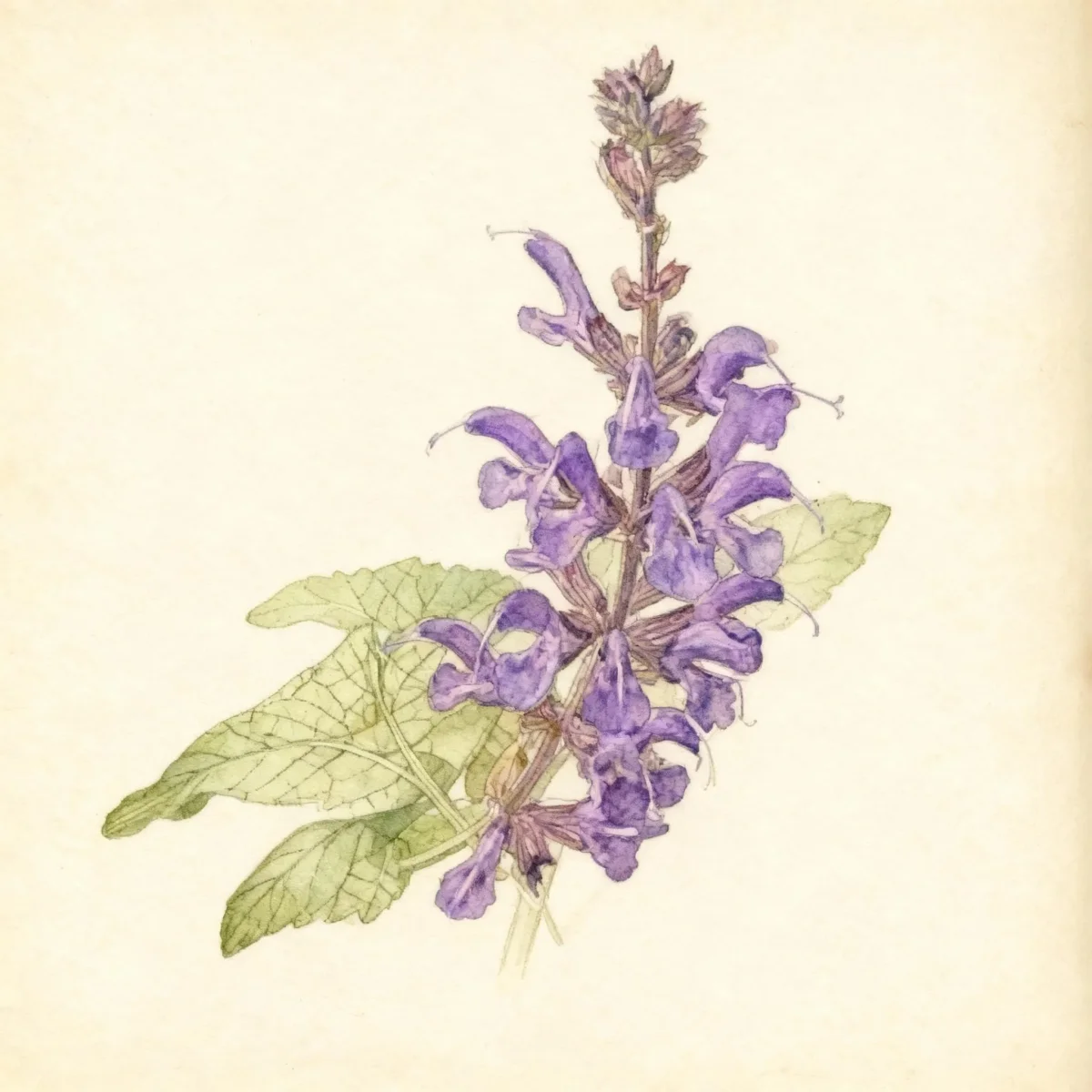 Wood sage (Salvia × sylvestris 'Viola Klose')