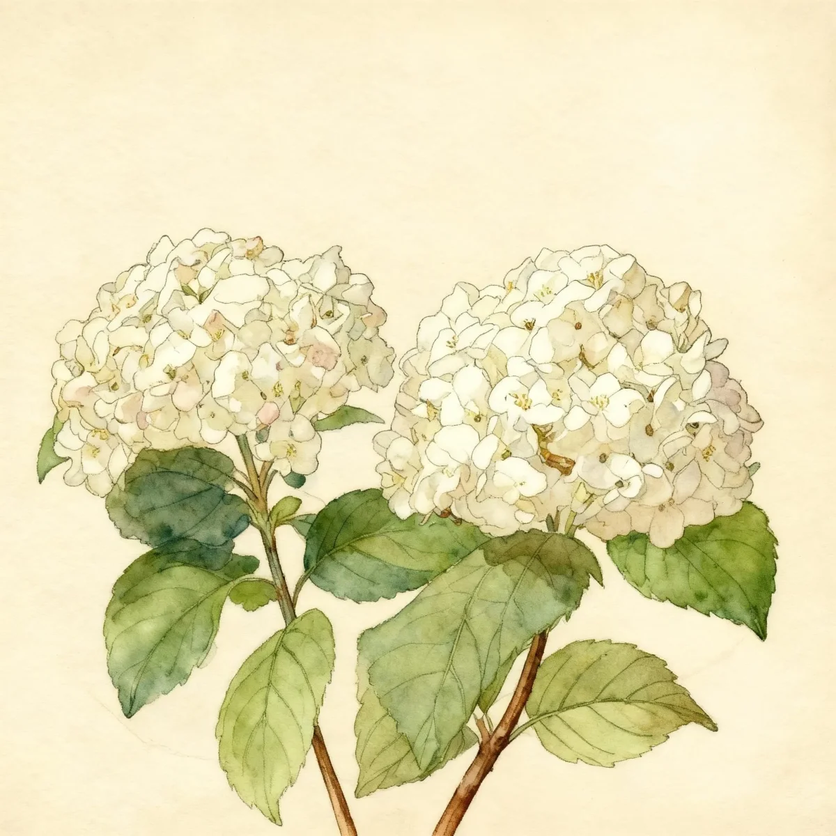 Fragrant snowball (Viburnum × carlcephalum)