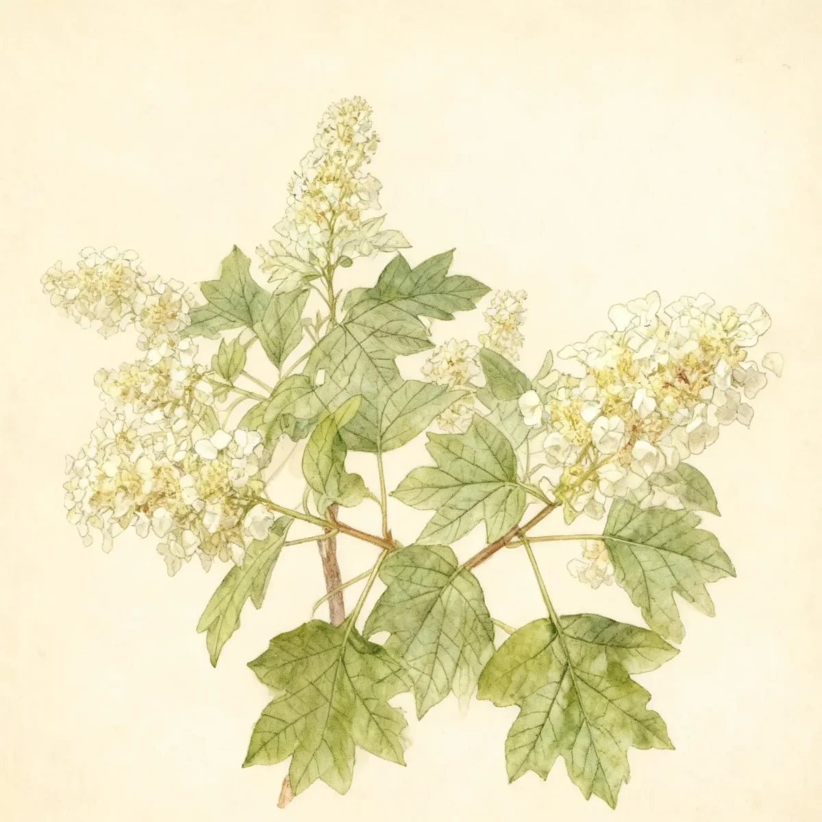 Oakleaf hydrangea (Hydrangea quercifolia 'Sike's Dwarf')