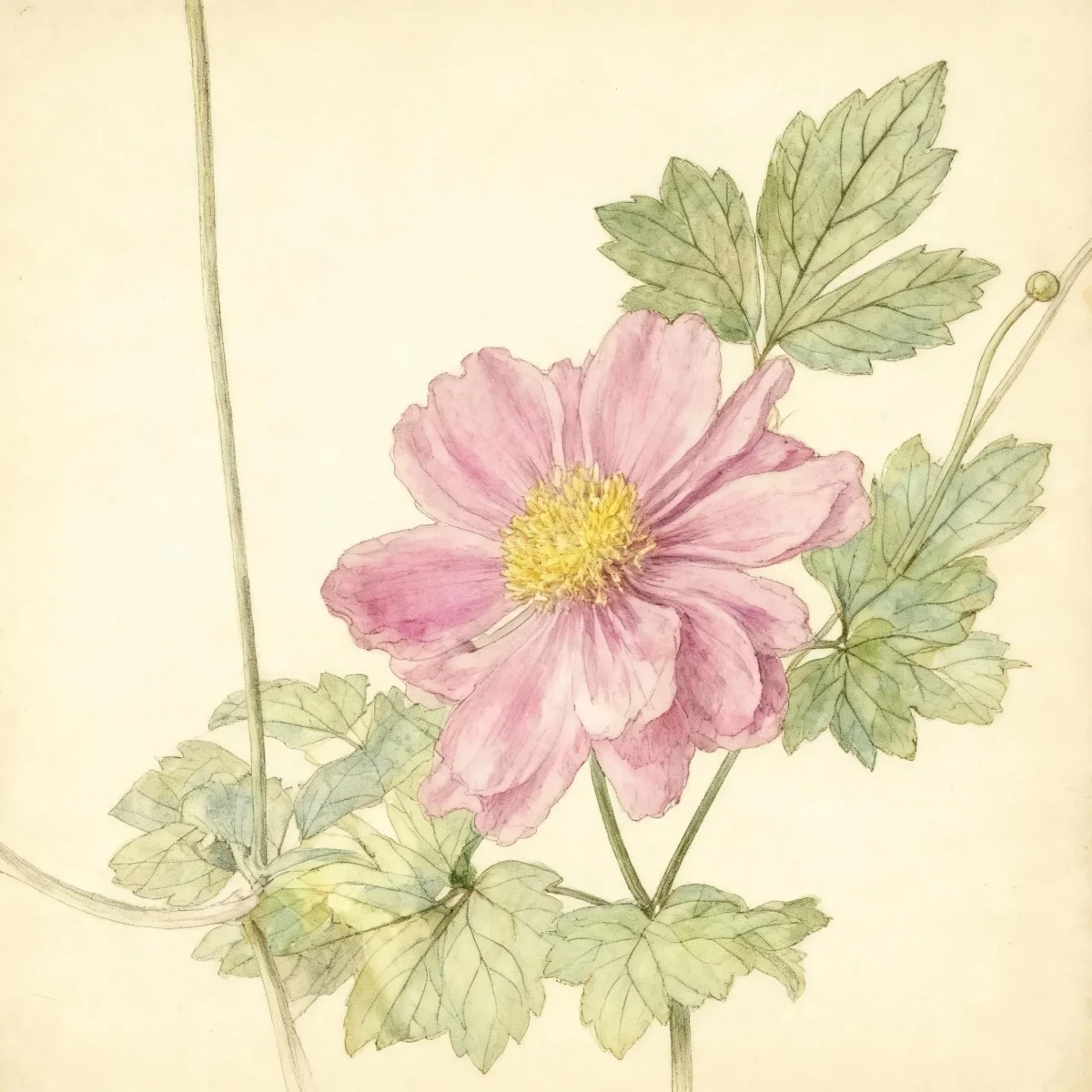 Japanese anemone (Anemone hupehensis var. japonica 'Pamina')