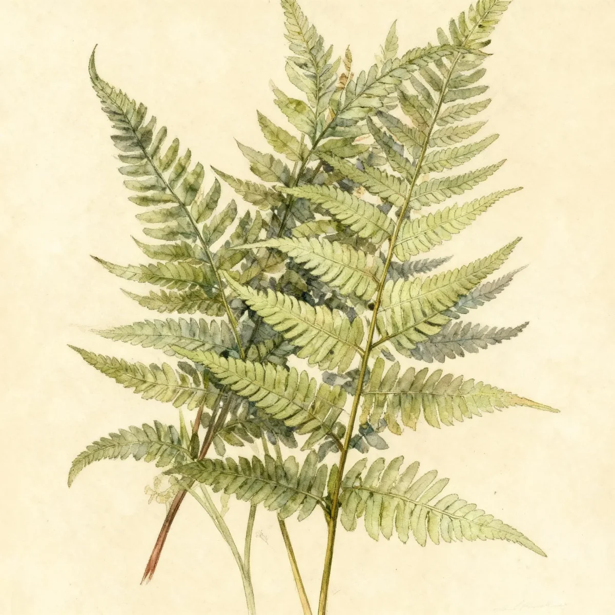 Japanese painted fern (Athyrium niponicum var. pictum 'Wildwood Twist')