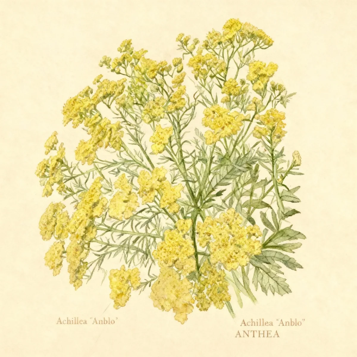 Yarrow (Achillea 'Anblo' ANTHEA)