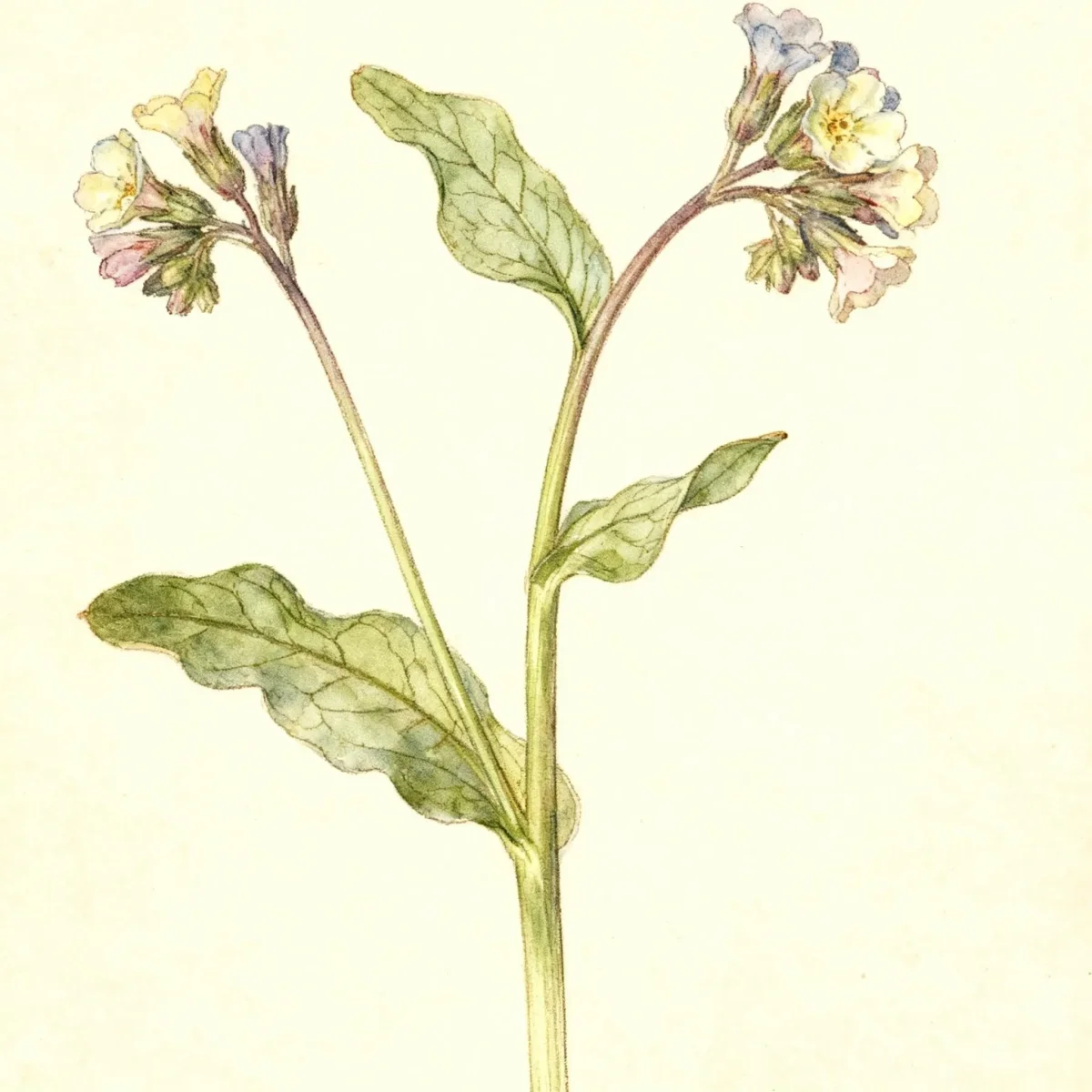 Lungwort