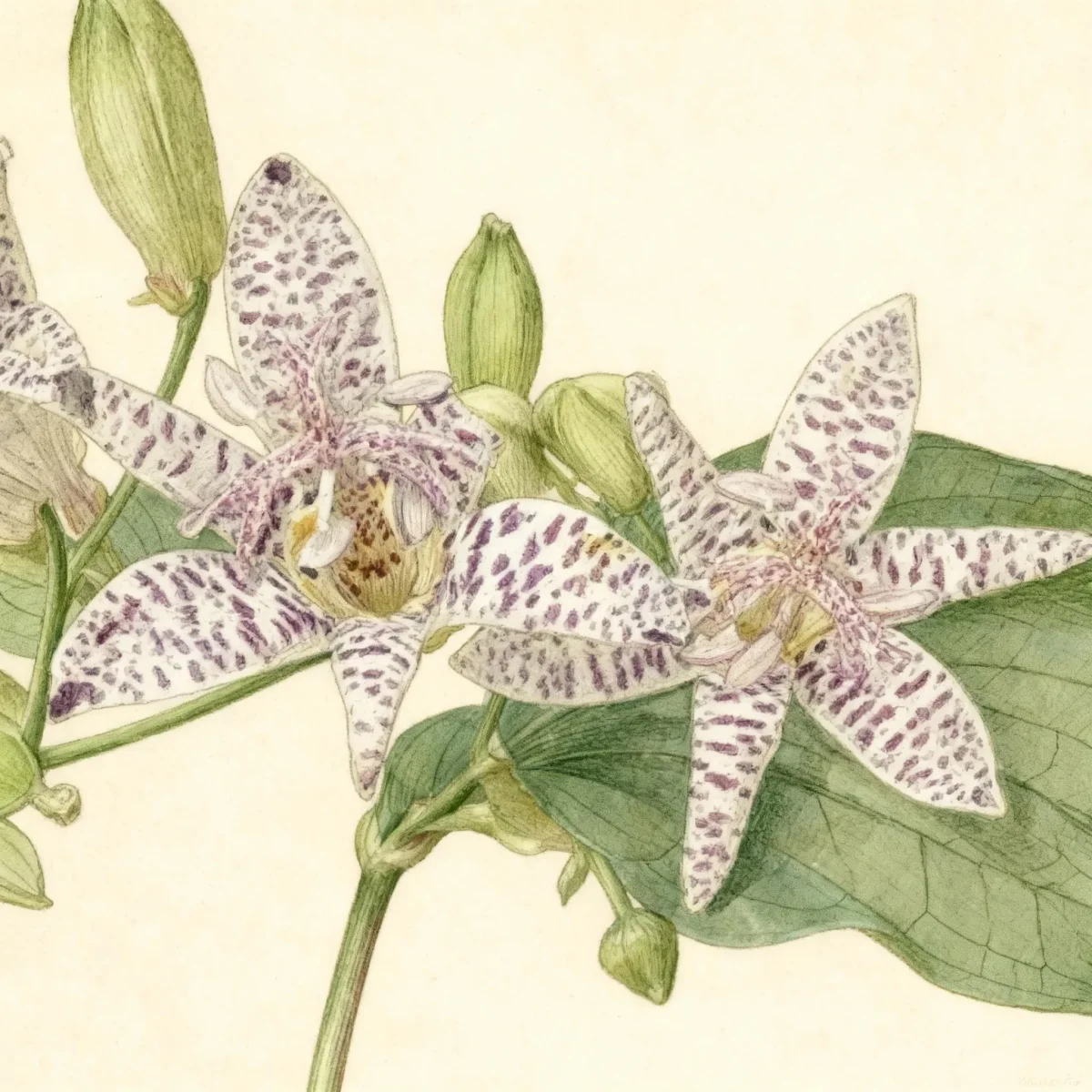 Toad lily (Tricyrtis formosana (Stolonifera Group))