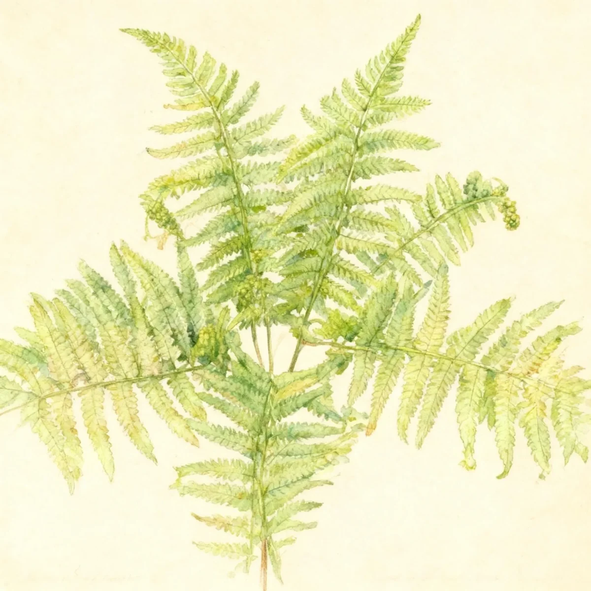 Male fern (Dryopteris filix-mas 'Grandiceps Wills')