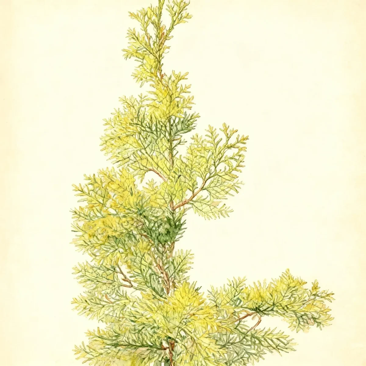 Oriental arborvitae (Platycladus orientalis 'Collen's Gold')