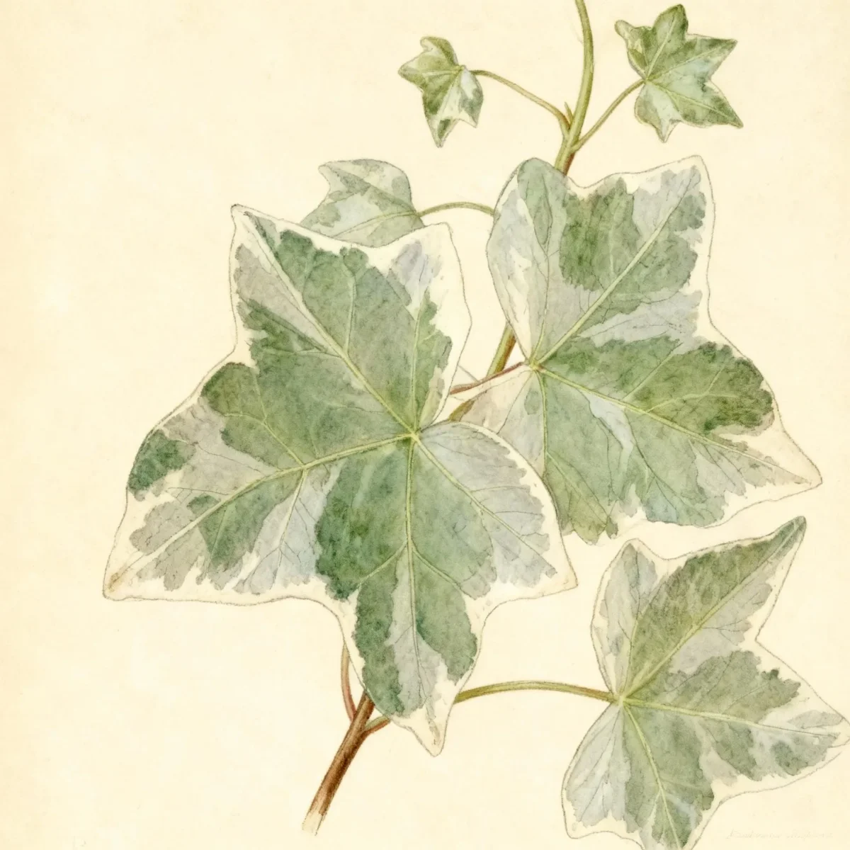 English ivy (Hedera helix 'Glacier')