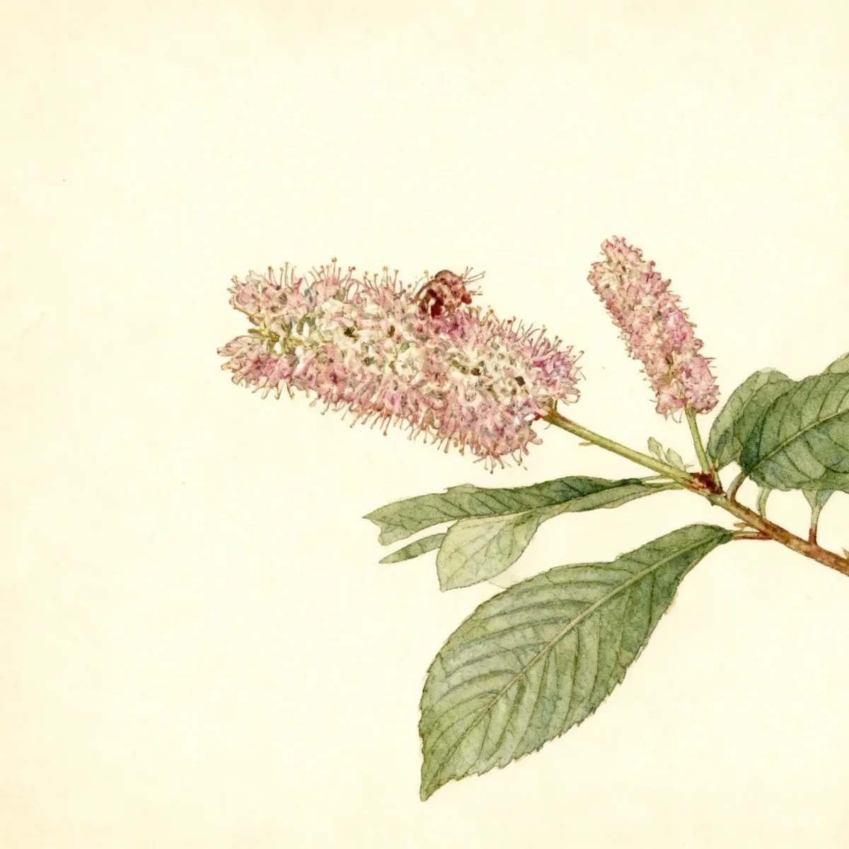 Sweet pepperbush (Clethra alnifolia 'Ruby Spice')