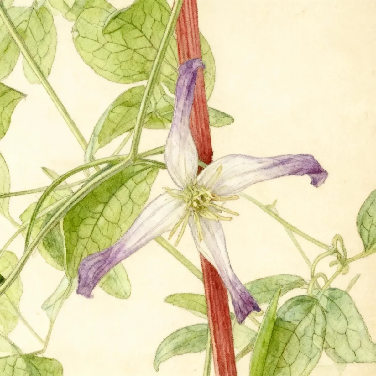 Clematis (Clematis × triternata 'Rubromarginata')