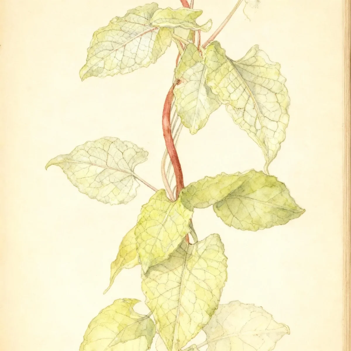 Silver lace vine (Fallopia baldschuanica 'Lemon Lace')