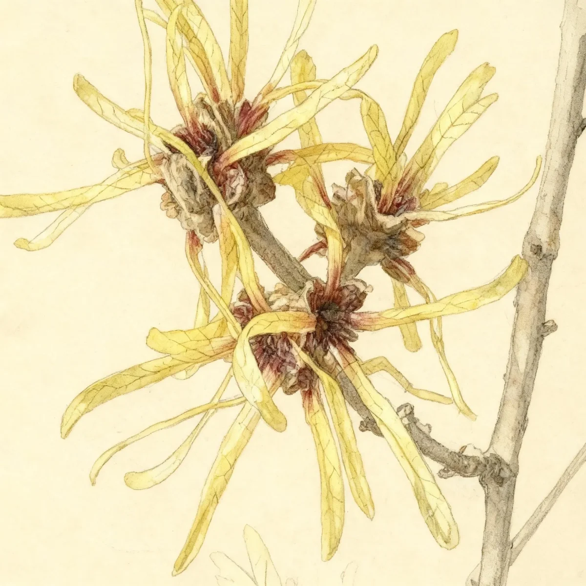 Chinese witch hazel (Hamamelis mollis 'Imperialis')