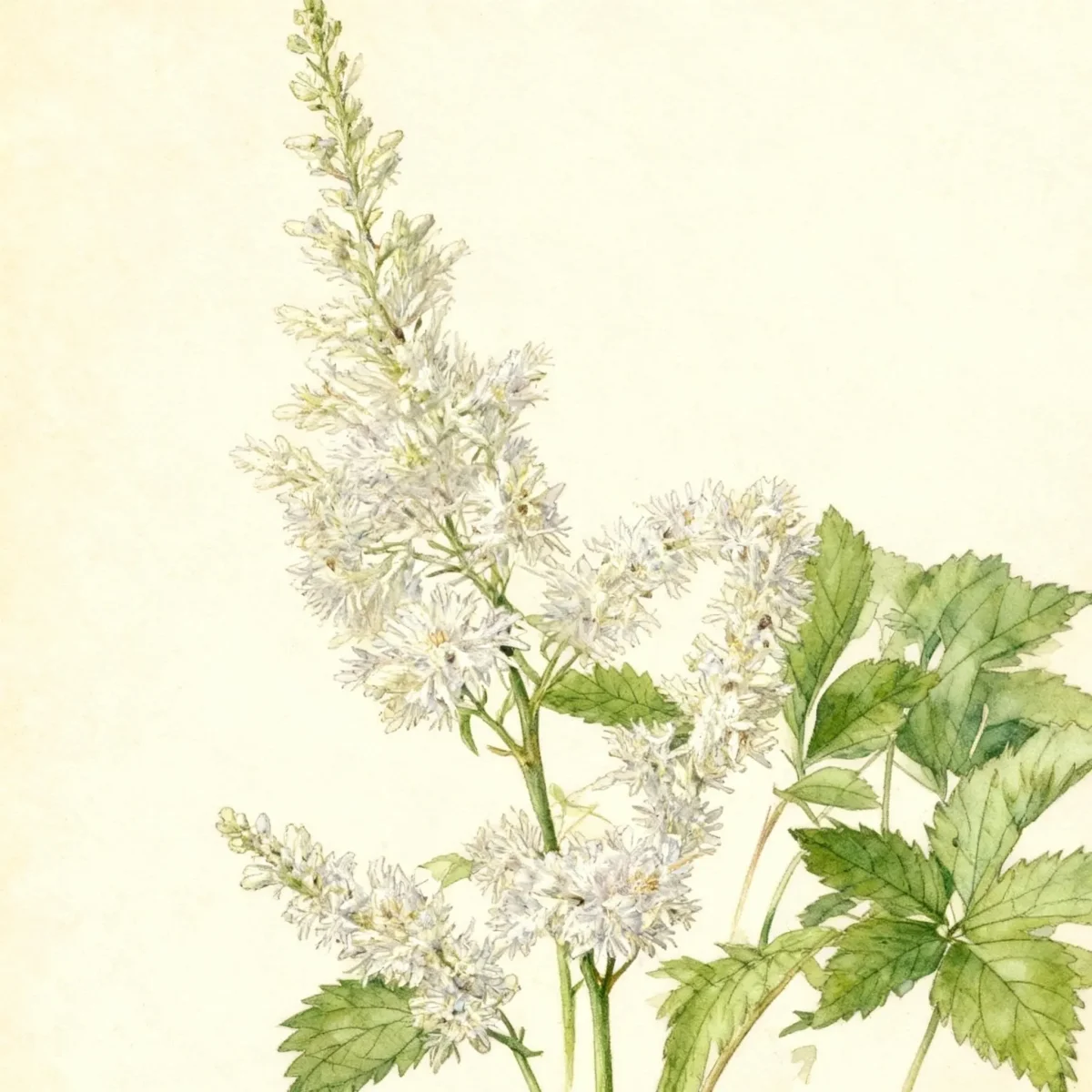 Astilbe