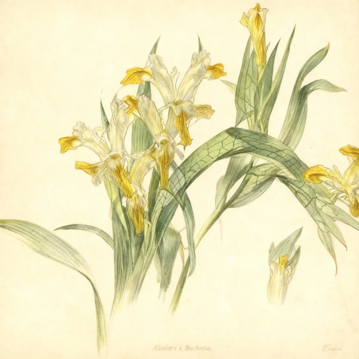 Iris (Iris aucheri x bucharica)