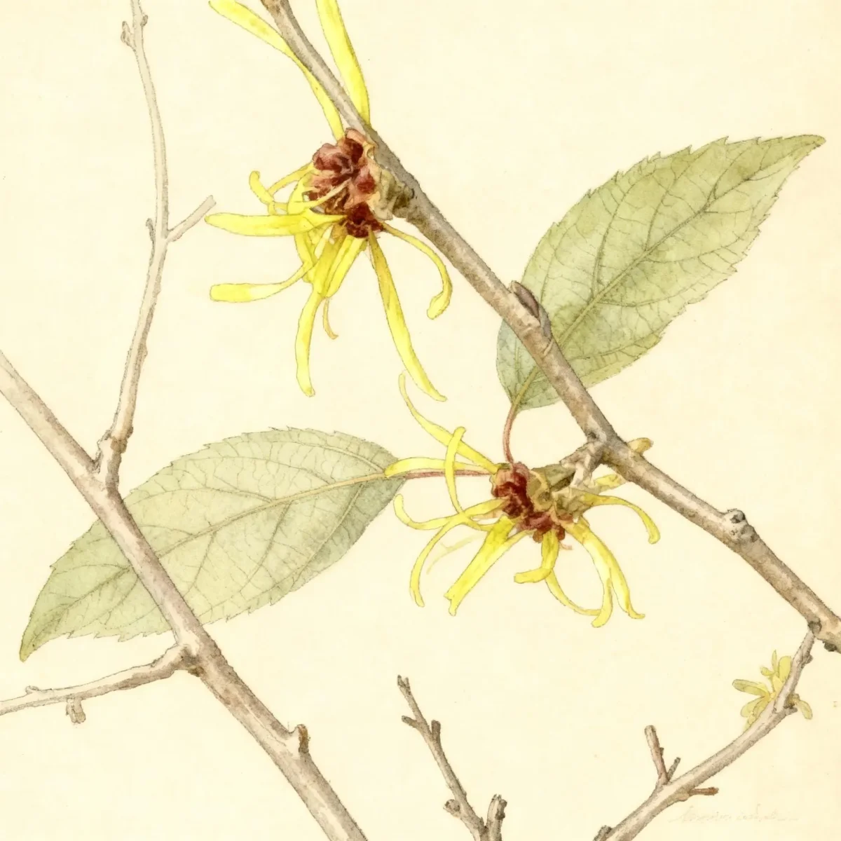 Chinese witch hazel (Hamamelis mollis 'Bonny Brook')