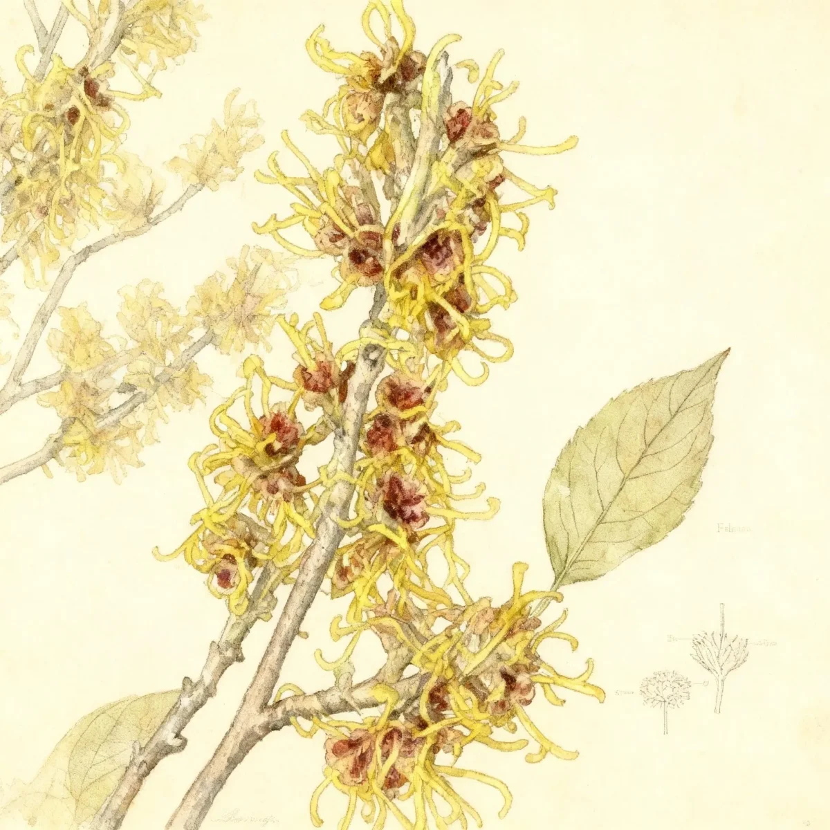 Chinese witch hazel (Hamamelis mollis 'Gold Edge')