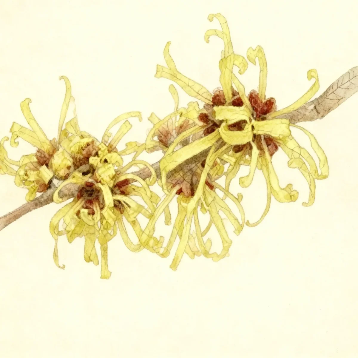 Chinese witch hazel (Hamamelis mollis 'Wisley Supreme')