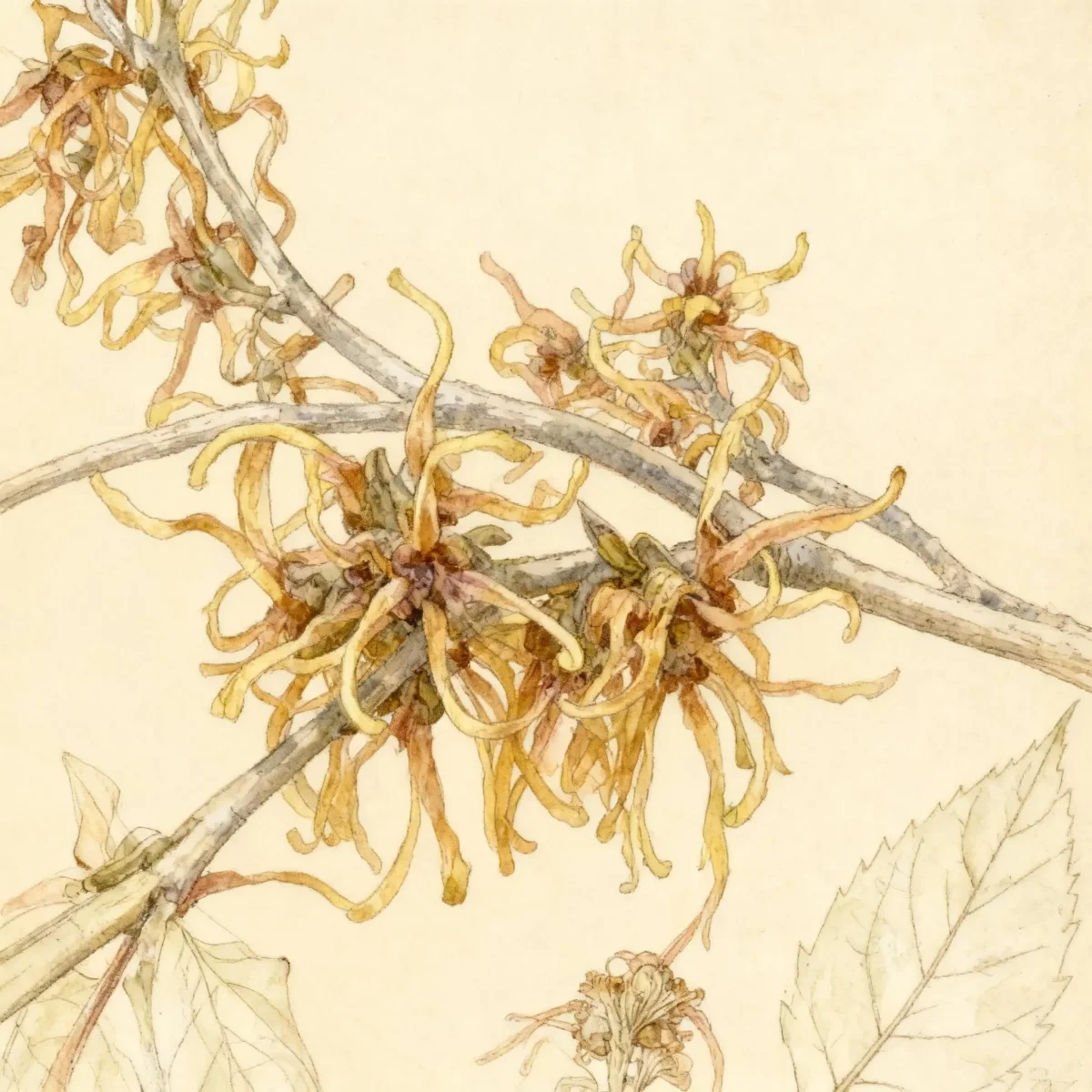 Witch hazel