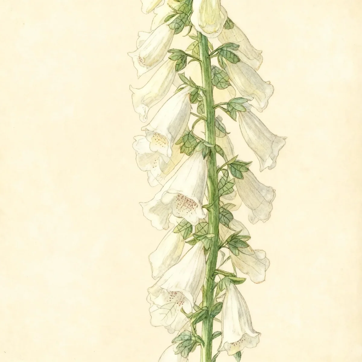 Common foxglove (Digitalis purpurea f. albiflora)