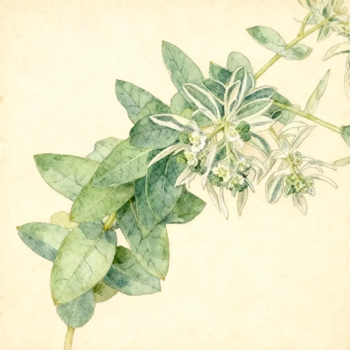 Mountain spurge (Euphorbia marginata 'Kilimanjaro')