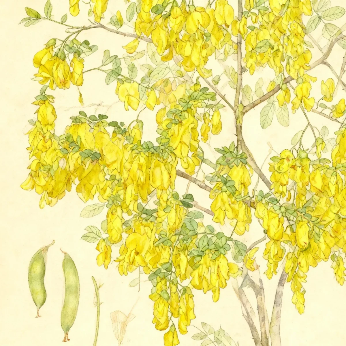 Bean tree (Laburnum × watereri)