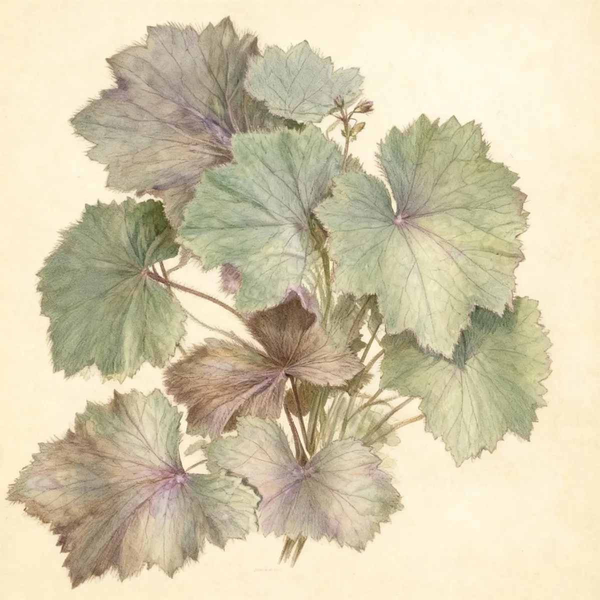 Hairy alum root (Heuchera villosa 'Brownies')